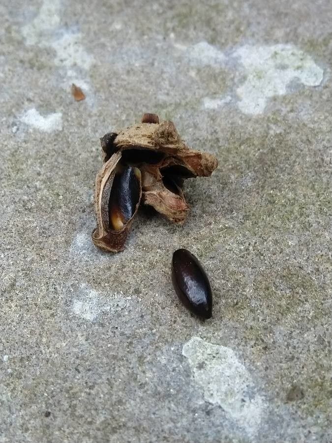 Hamamelis mollis fruit