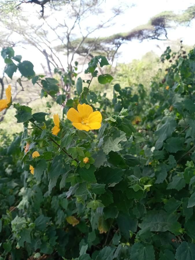 Pavonia burchellii flower