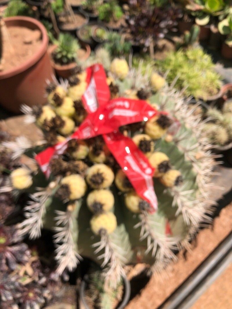 Euphorbia handiensis fruit