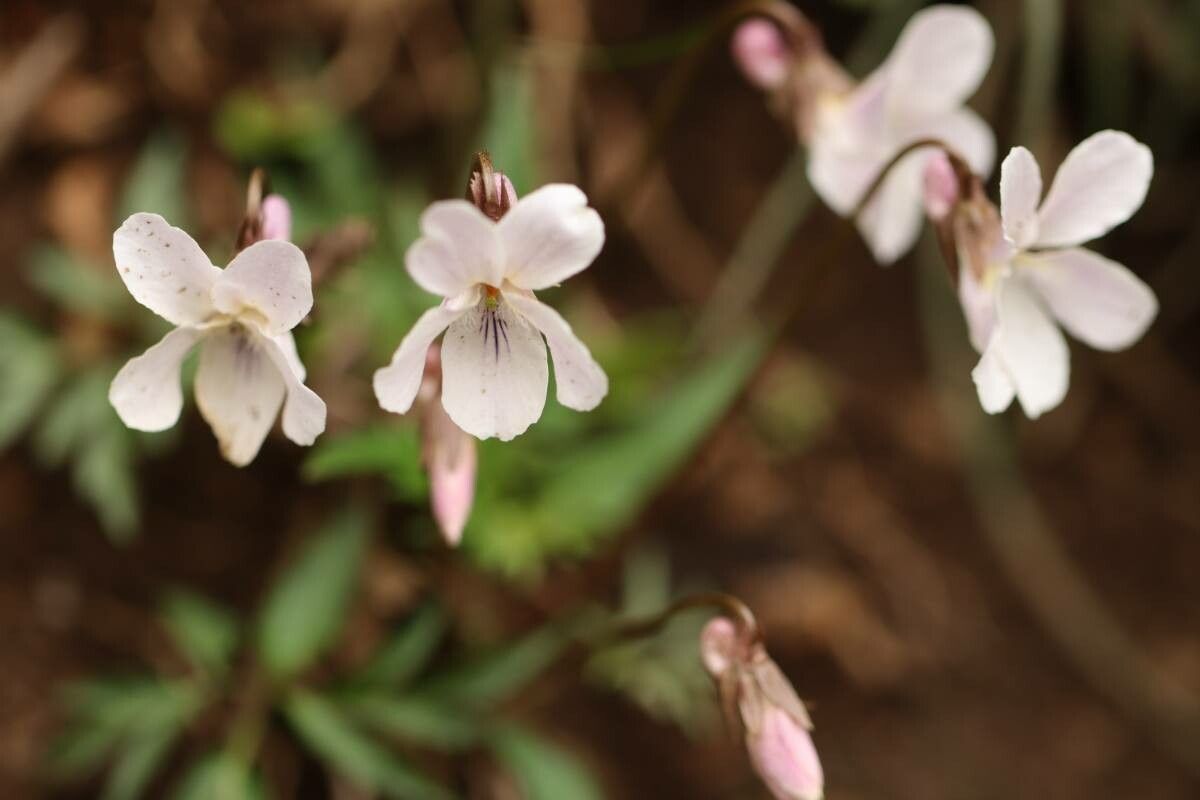 Viola eizanensis — houseplant care guide