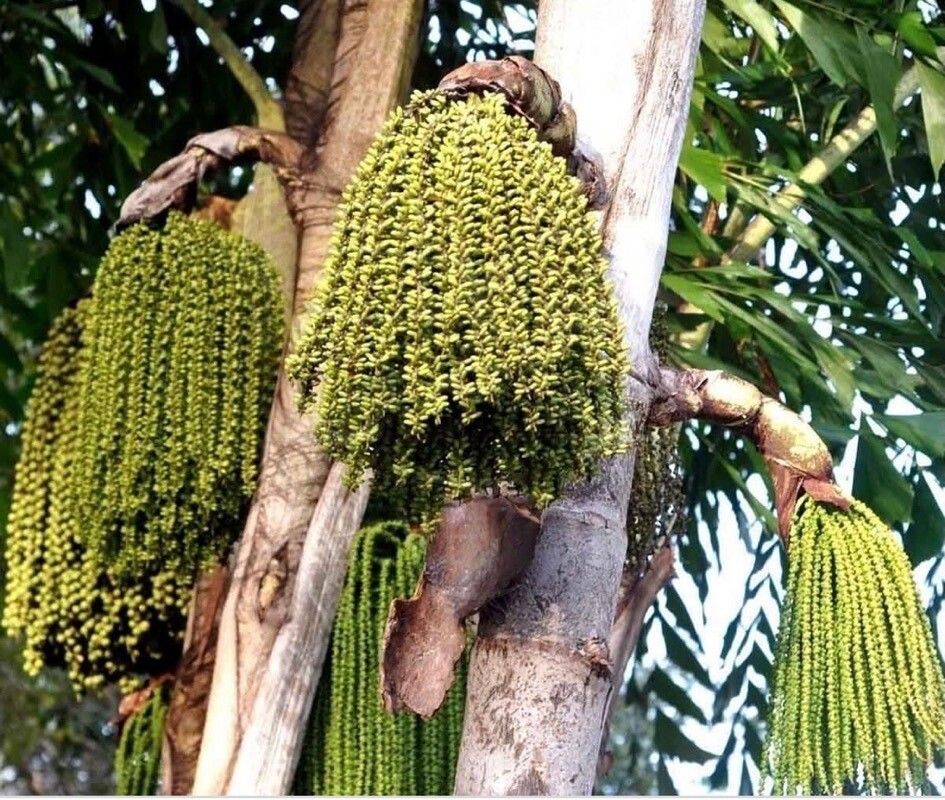 Caryota urens fruit