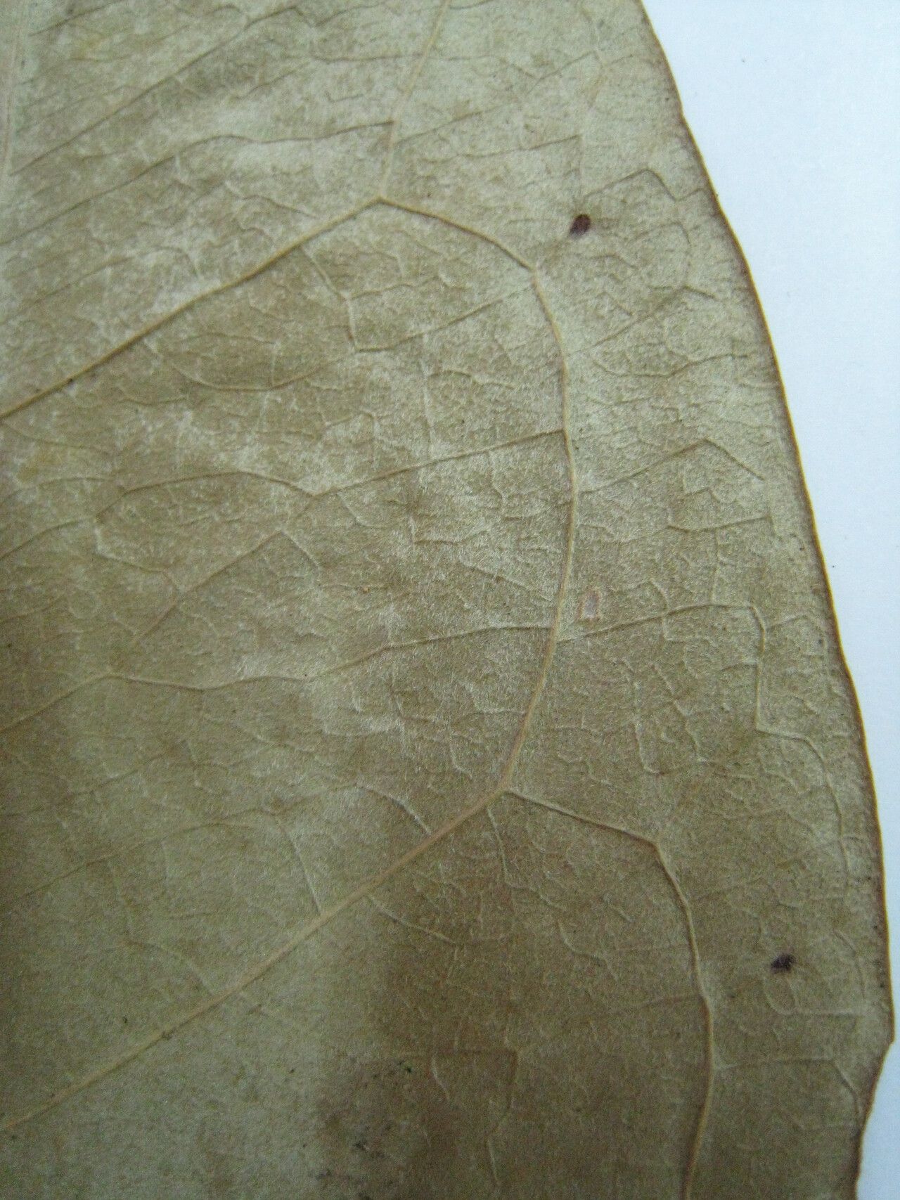 Bunchosia argentea other