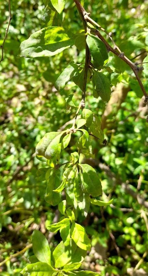 Lycium cestroides leaf
