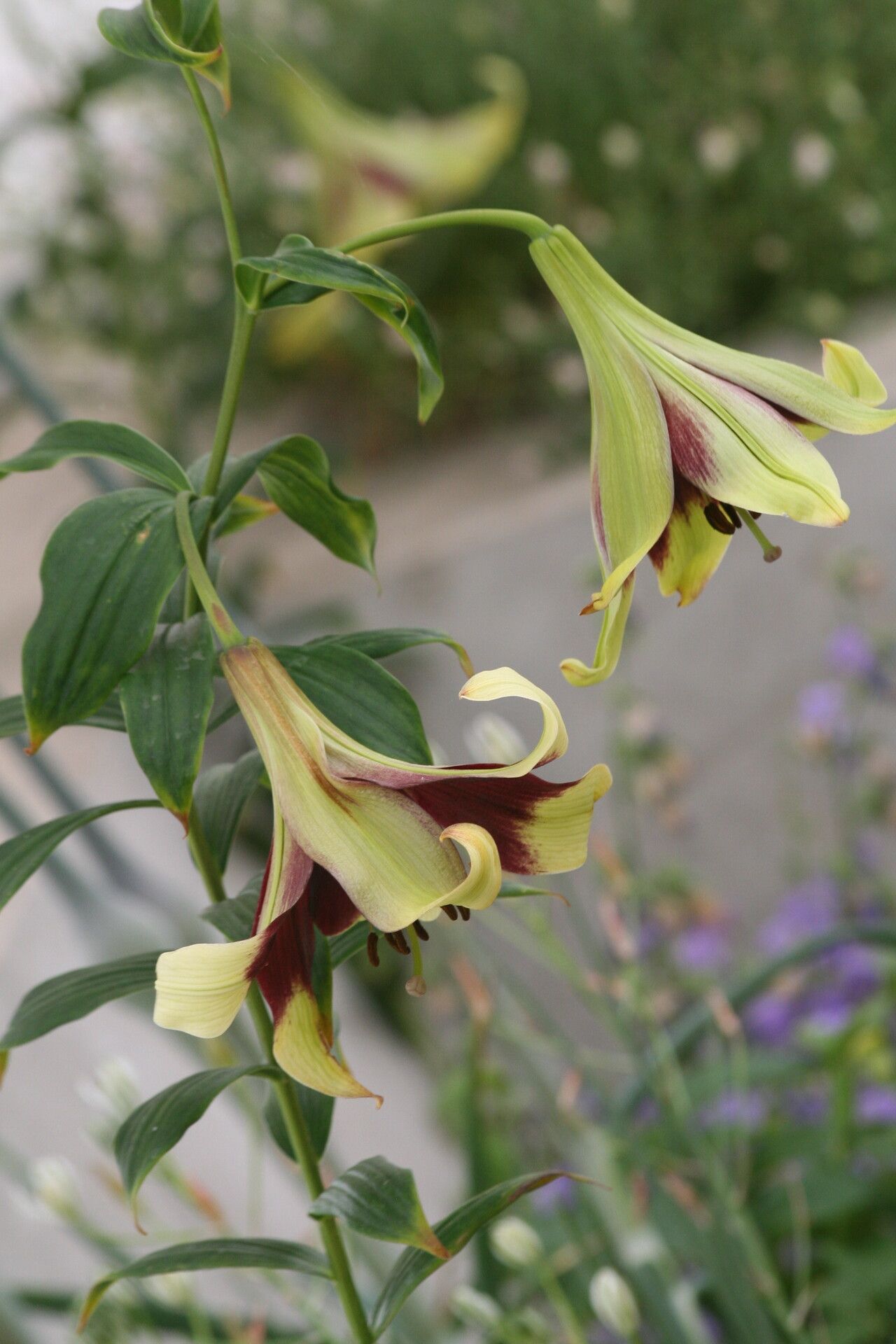 Lilium nepalense — houseplant care guide