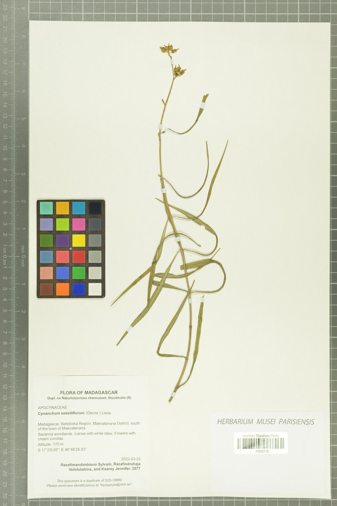 Cynanchum sessiliflorum — houseplant care guide