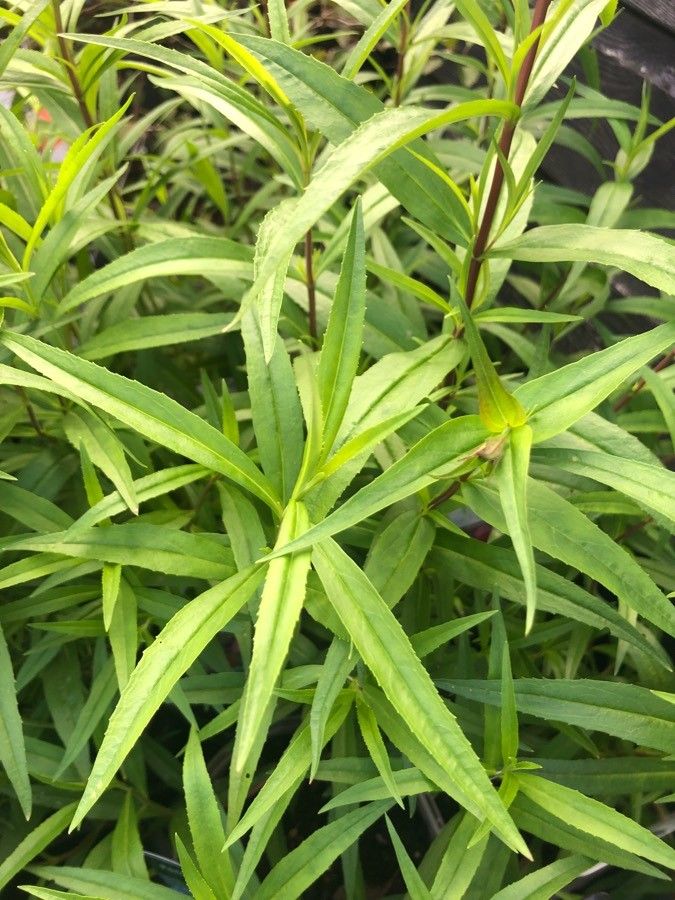 Penstemon heterophyllus