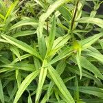 Penstemon heterophyllus