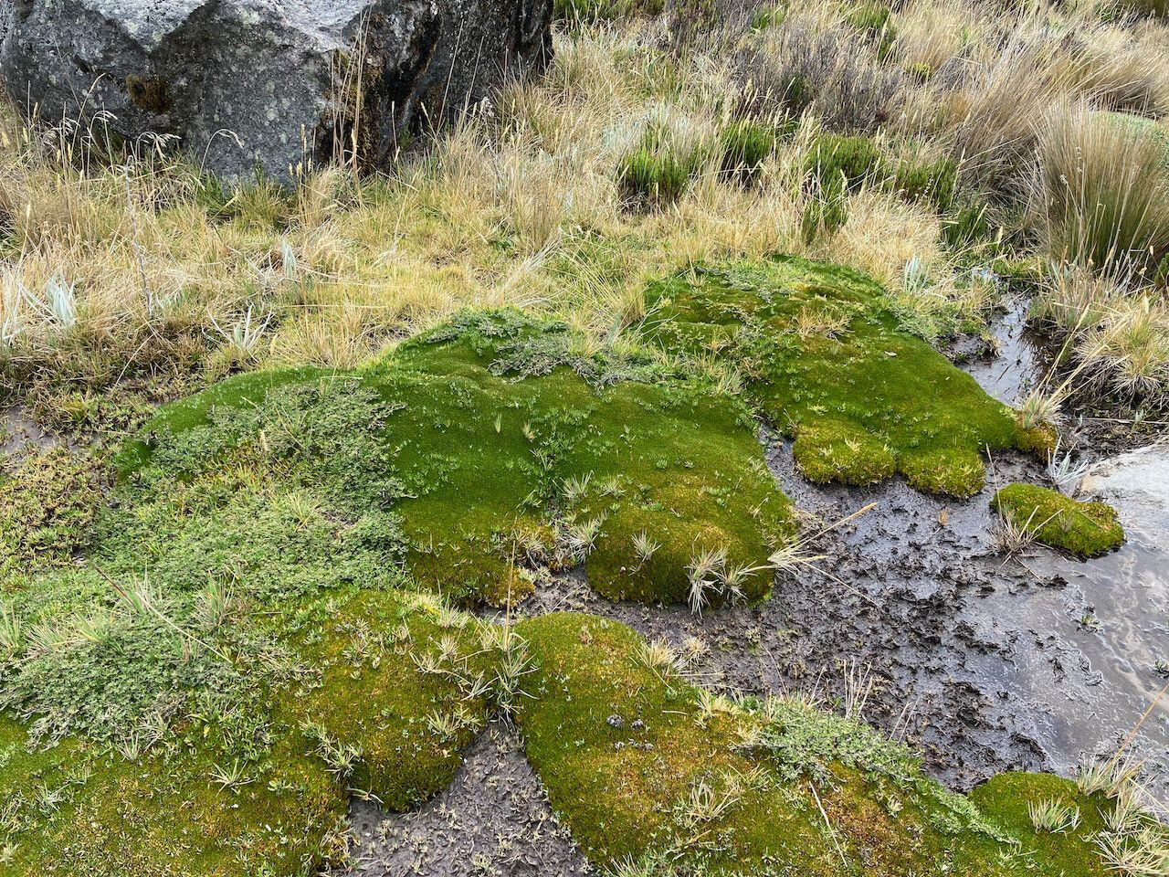 Distichia muscoides habit