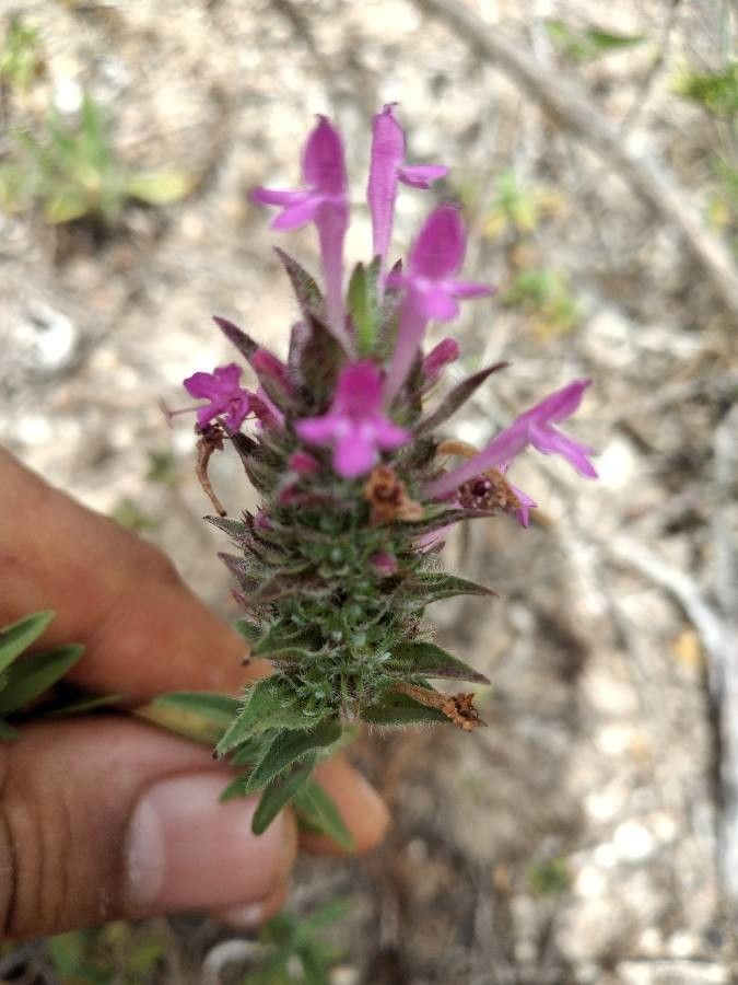 Thymus saturejoides habit