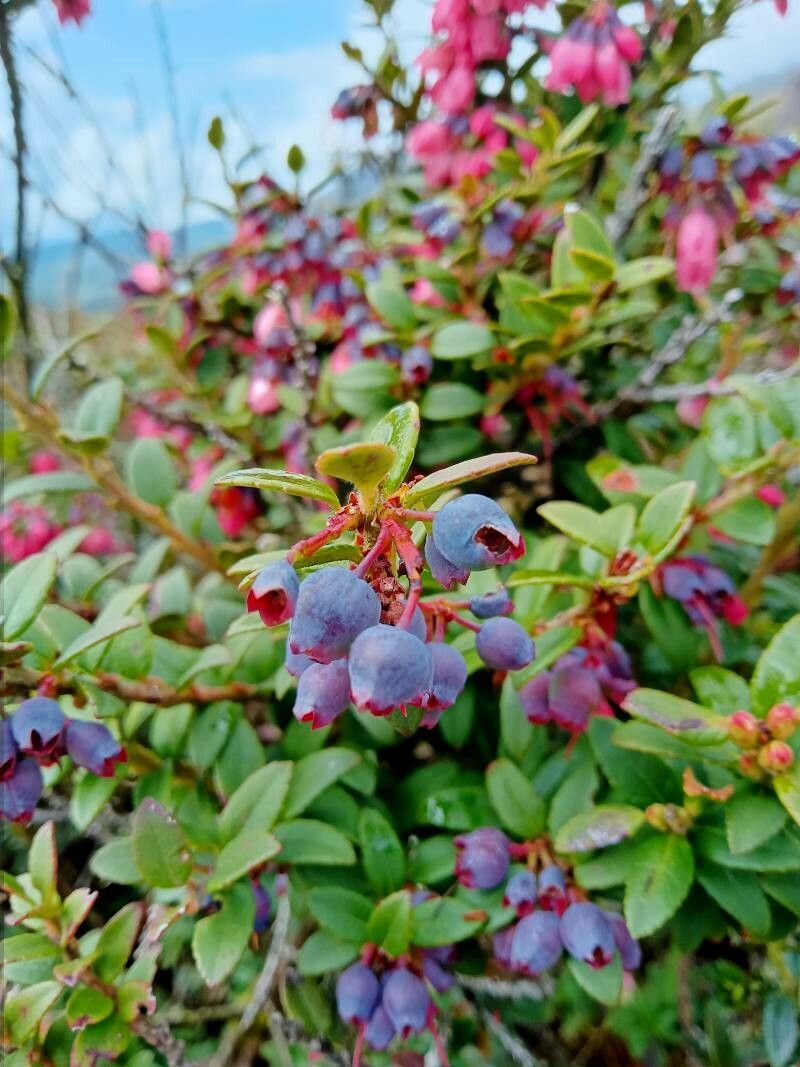 Vaccinium floribundum fruit