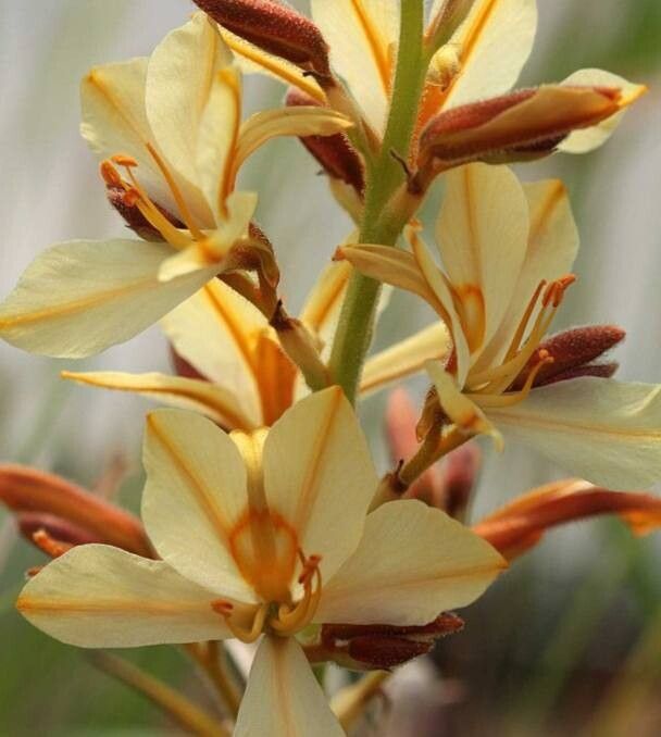 Wachendorfia paniculata — related species from the same genus
