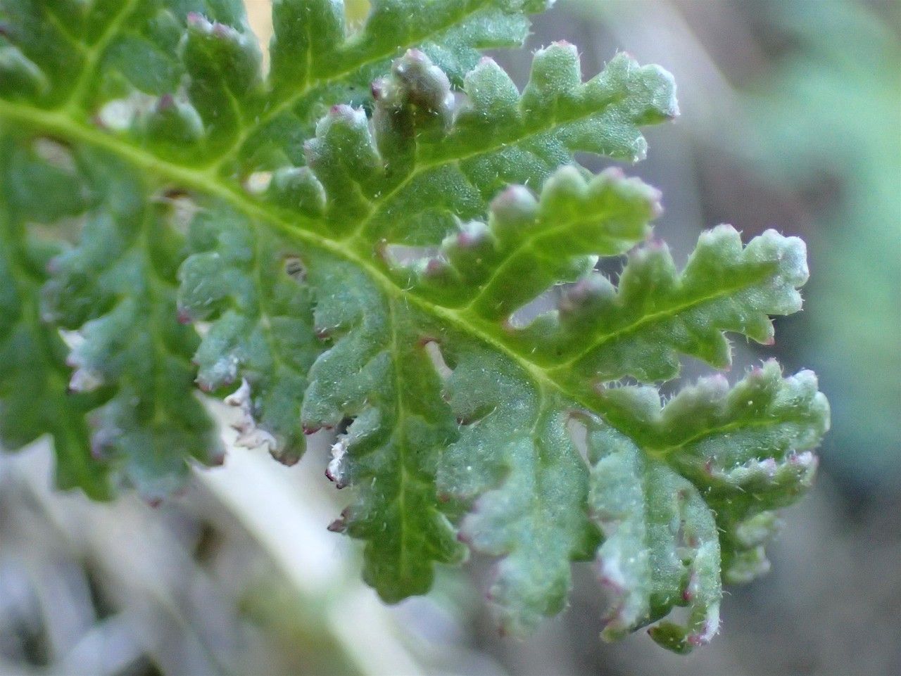 Pedicularis gyroflexa — search result for 'Pedicularis'