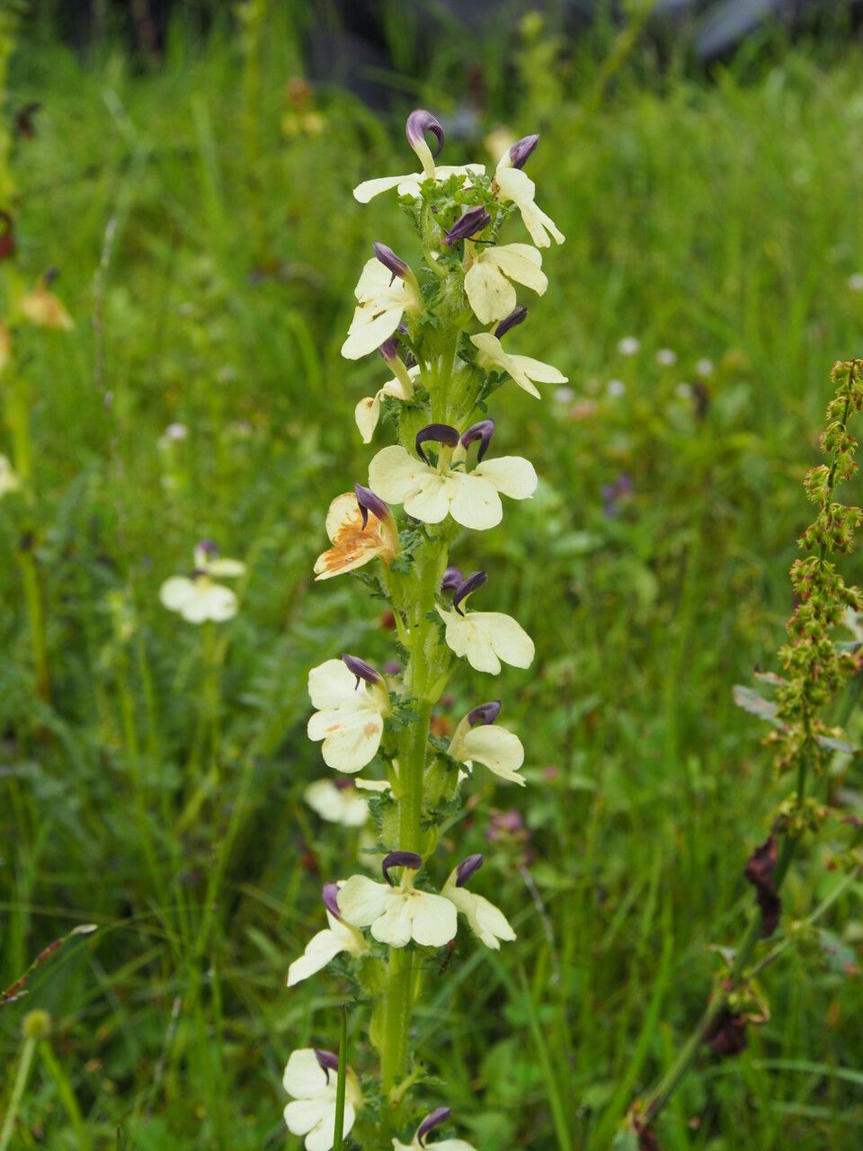 Pedicularis lutescens habit