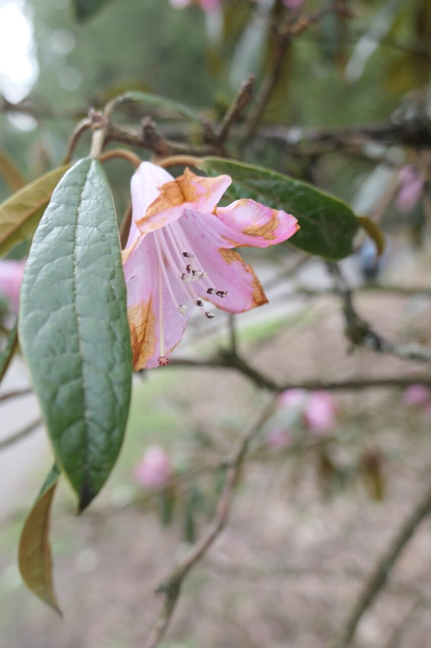 Rhododendron coeloneurum flower