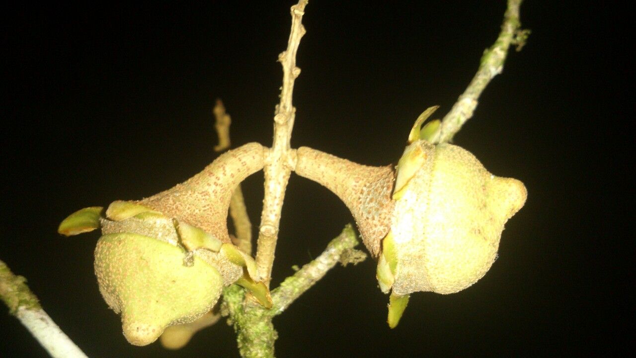 Eschweilera costaricensis fruit