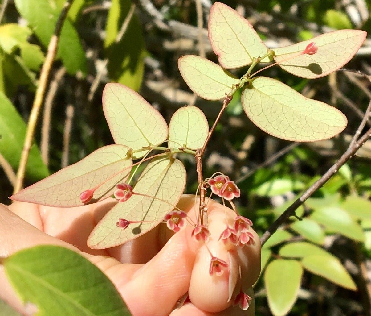 Phyllanthus caymanensis flower