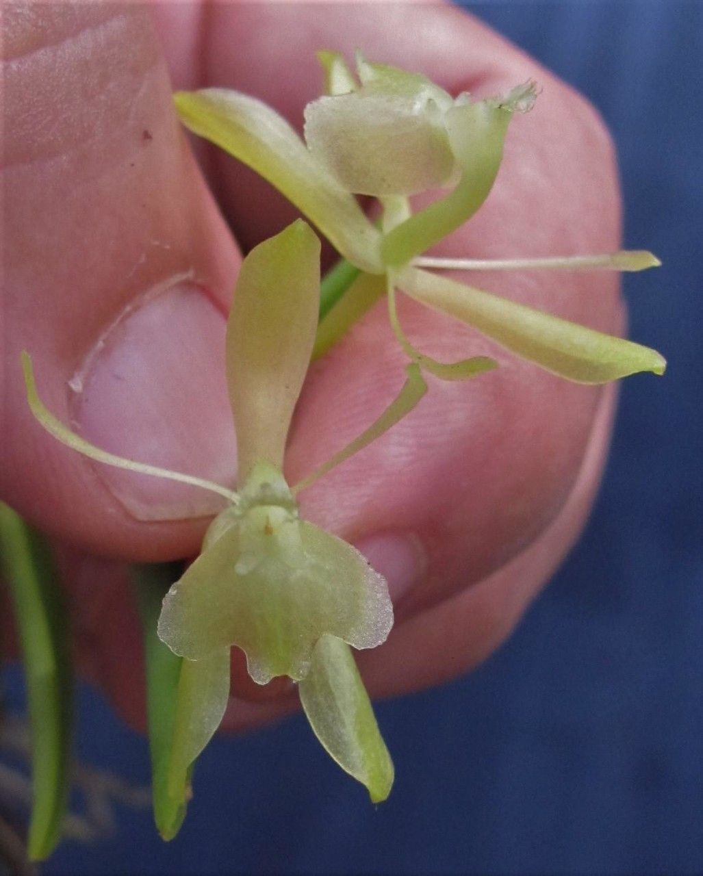 Epidendrum firmum other