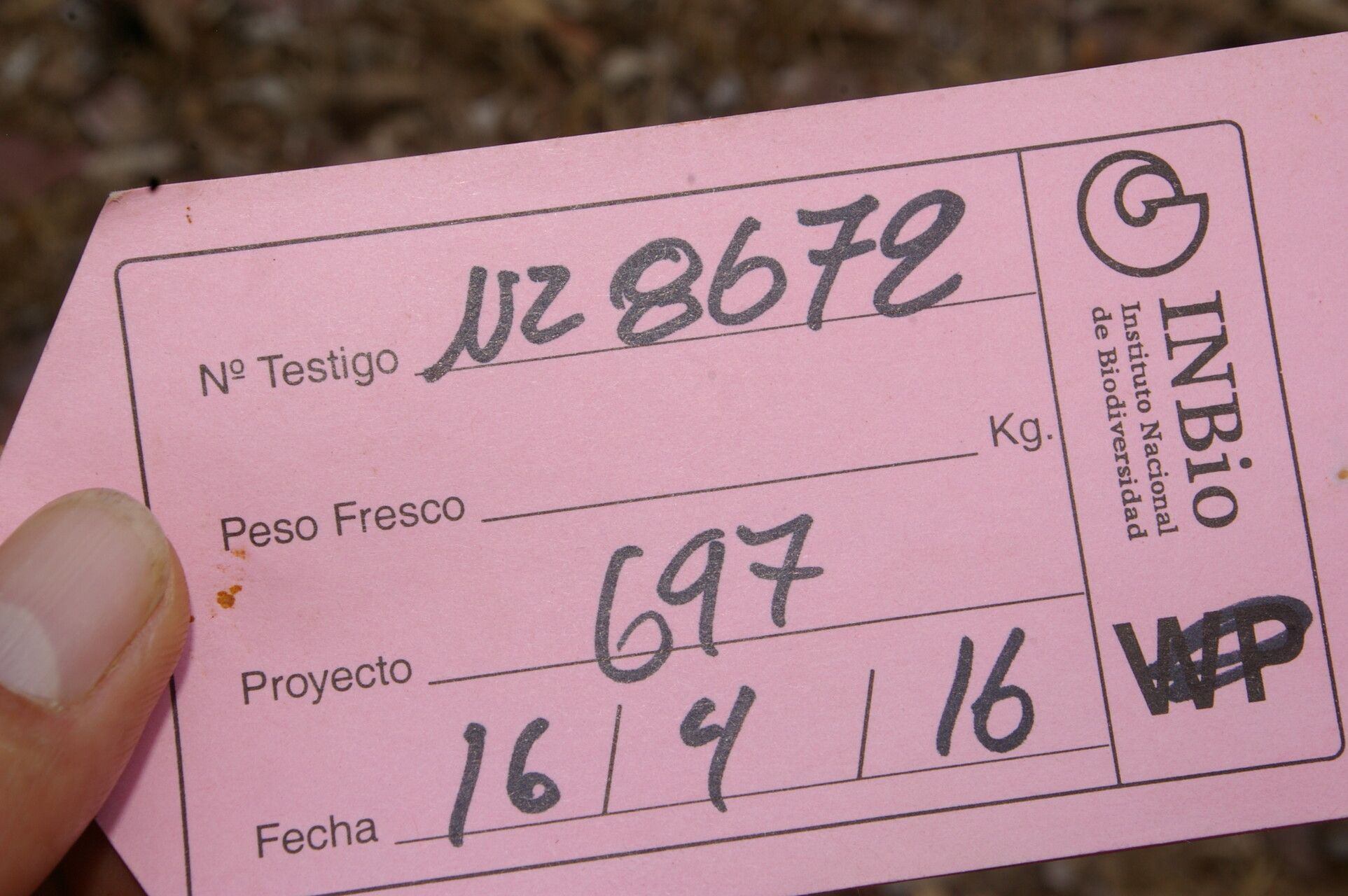 Nectandra martinicensis other