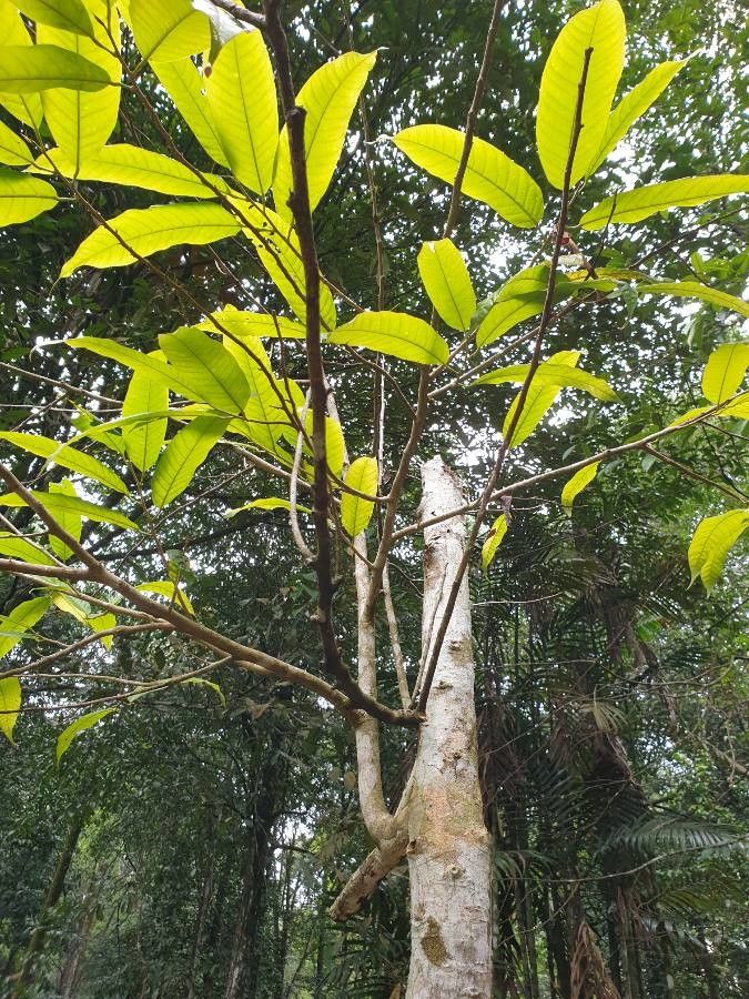 Anisoptera scaphula bark