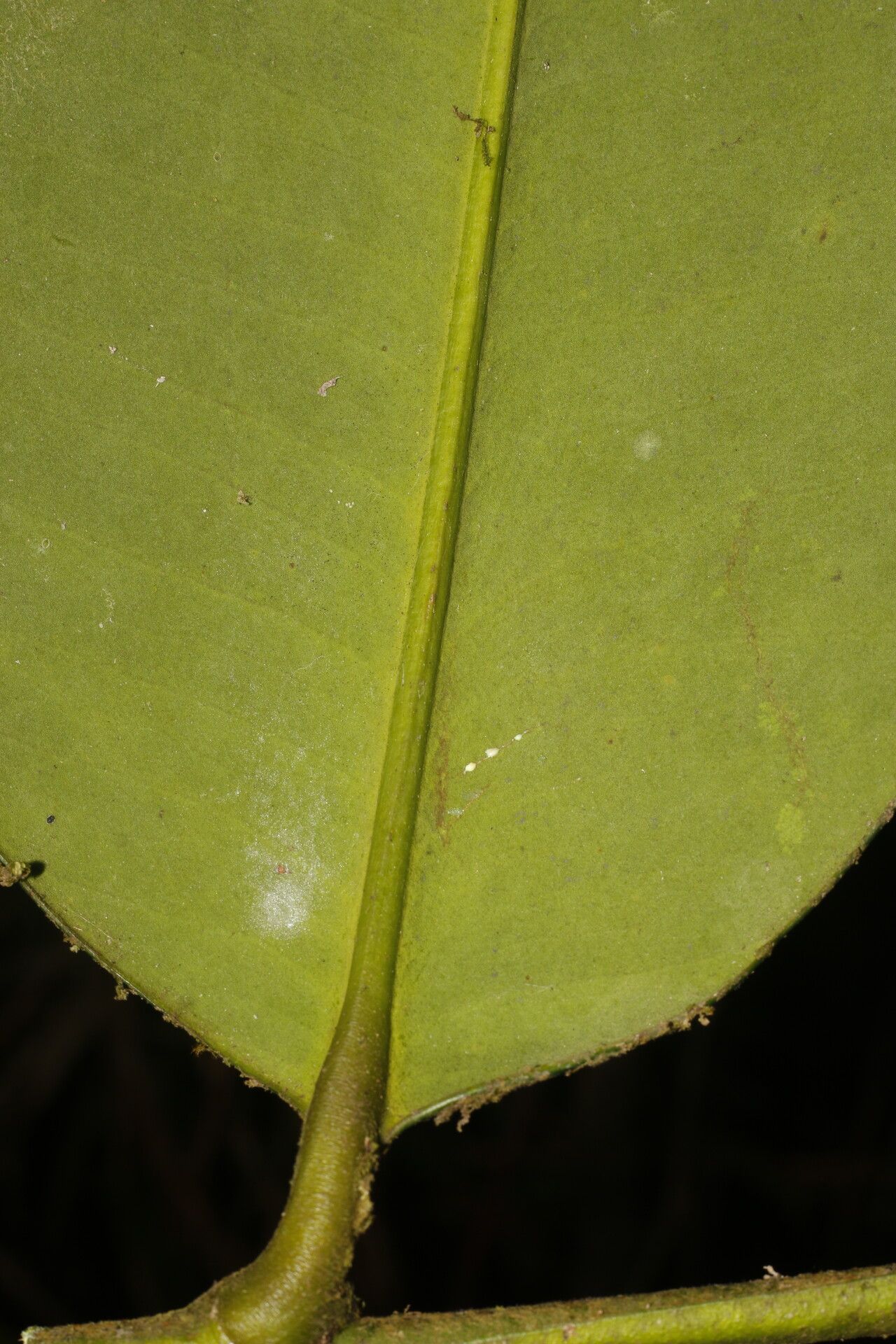 Garcinia magnifolia leaf
