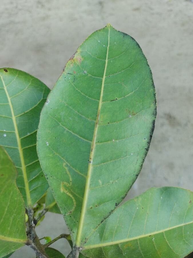 Protium bahianum — houseplant care guide