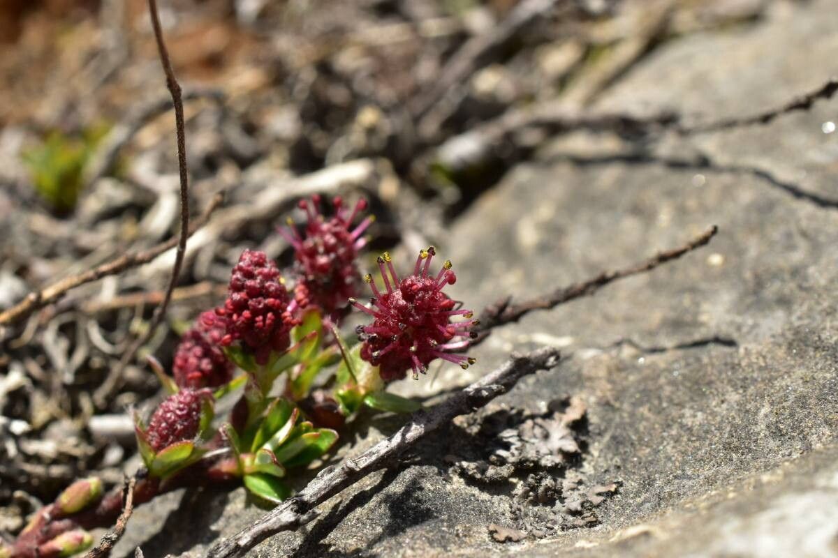 Salix fruticulosa — houseplant care guide