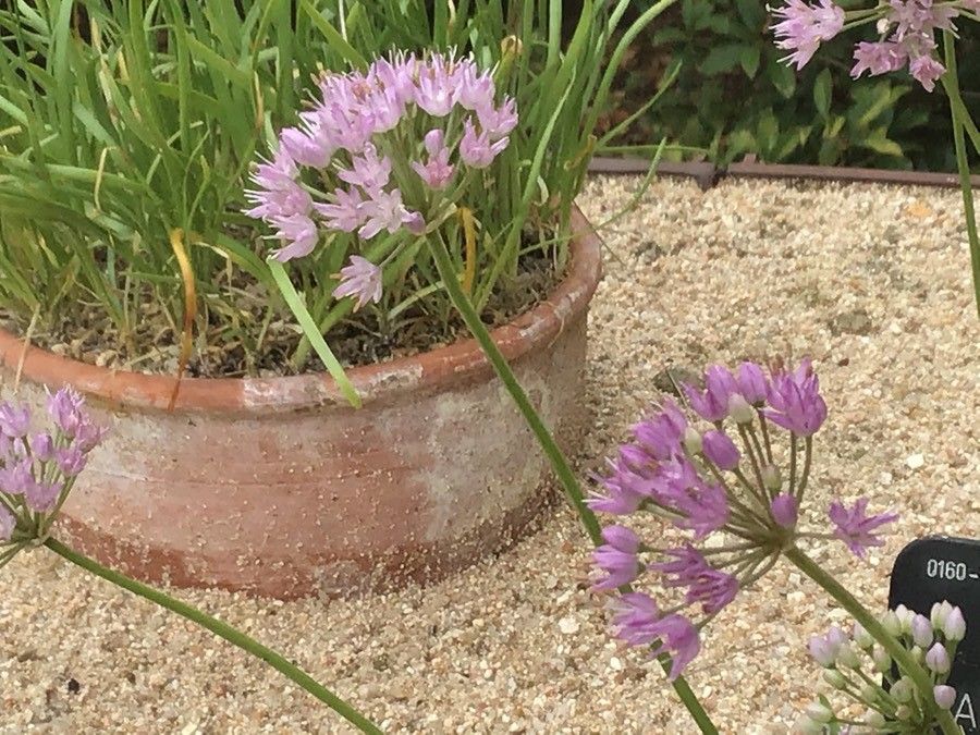 Allium senescens flower