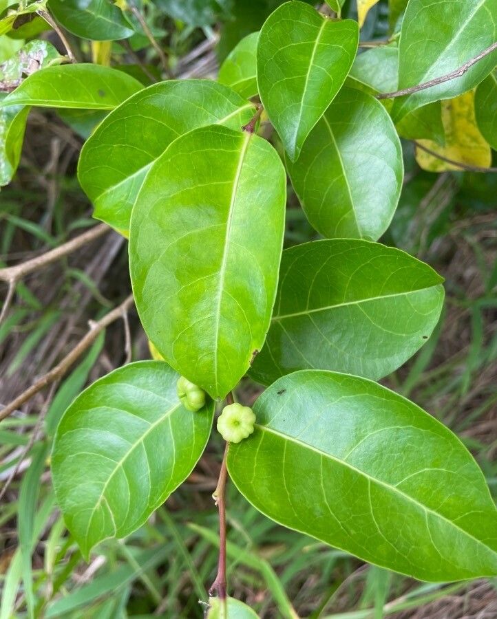 Glochidion myrtifolium — related species from the same genus