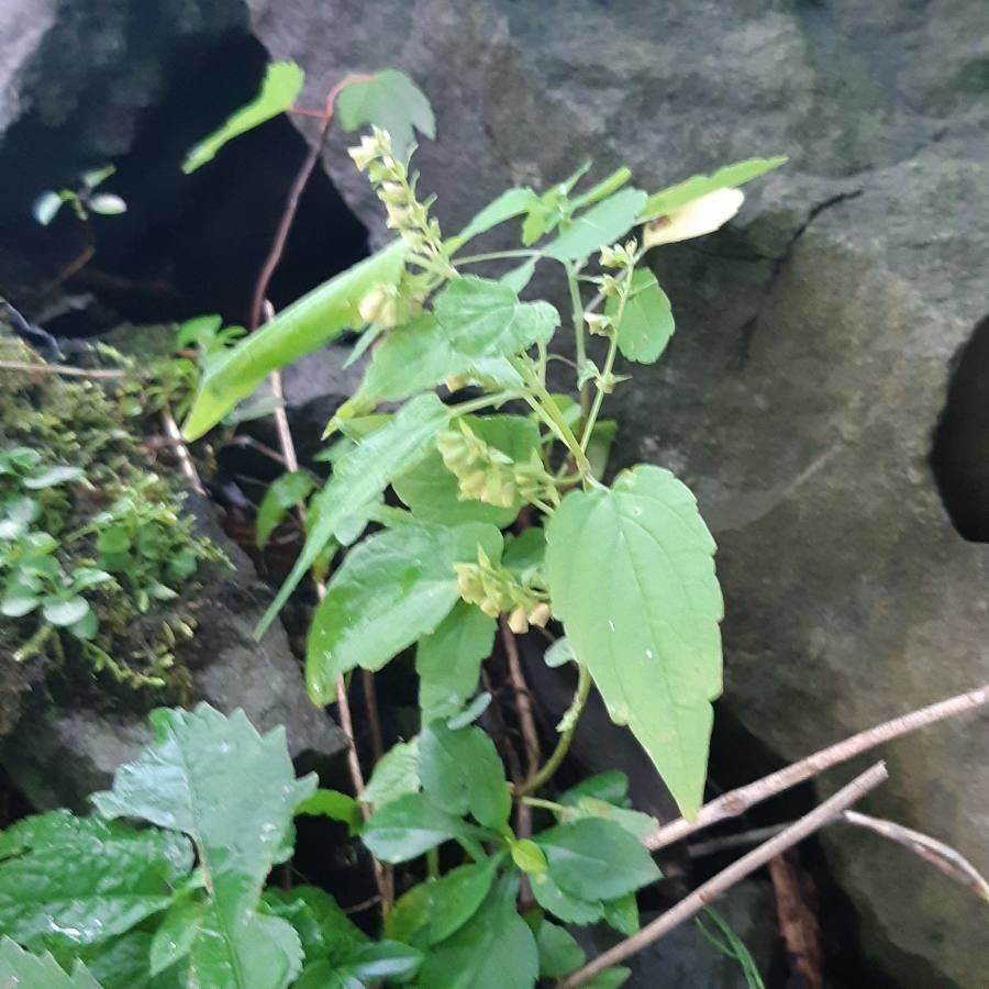 Scutellaria lateriflora habit