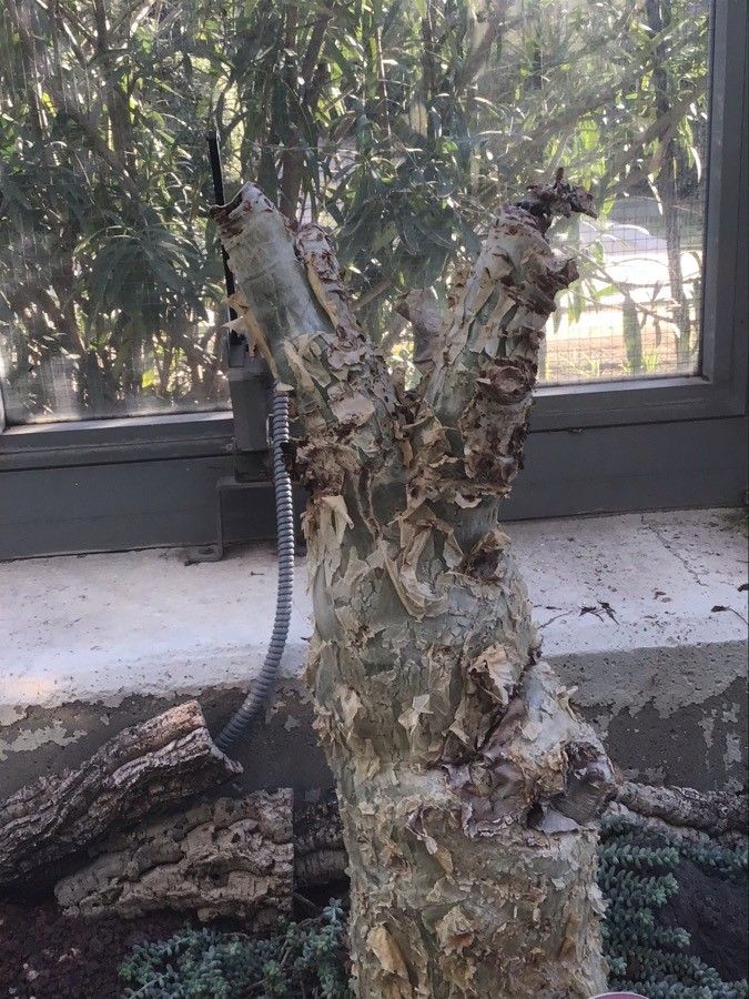 Cyphostemma juttae — search result for 'Namibia'