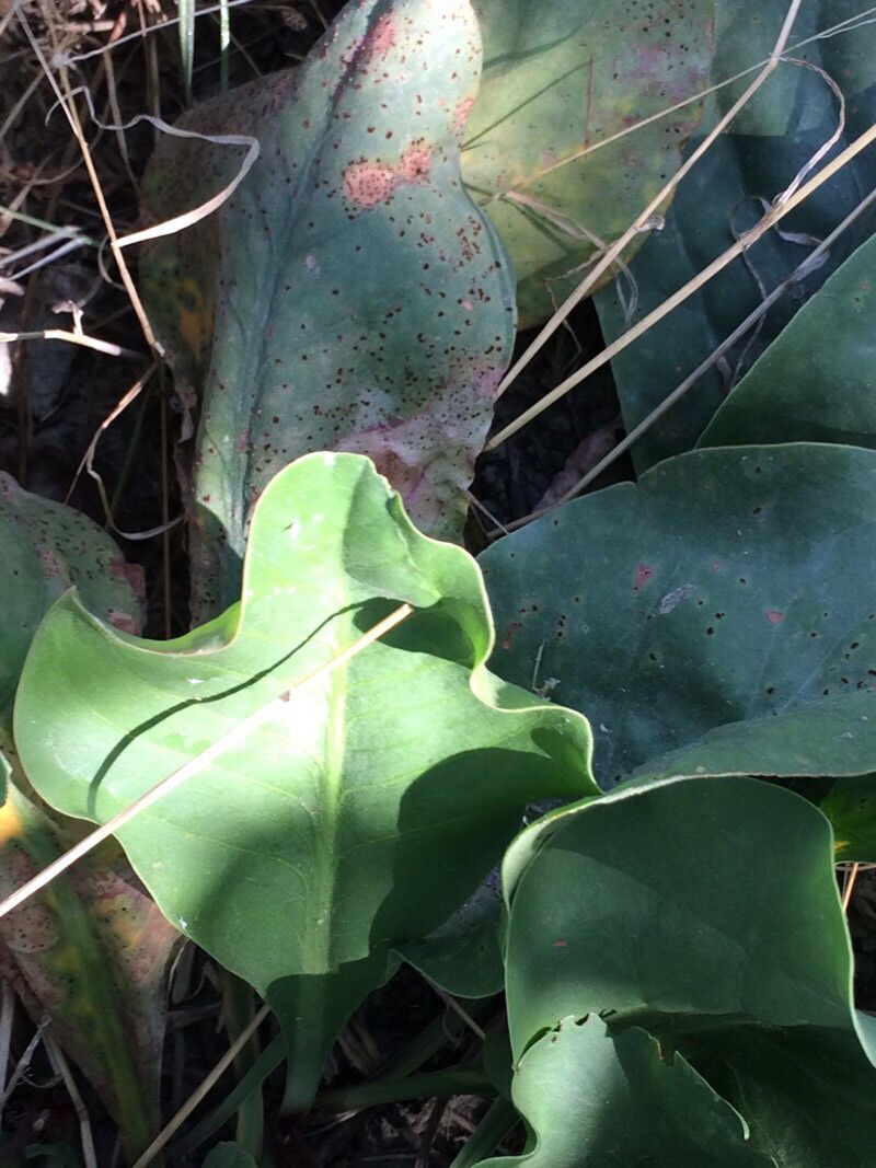 Limonium meyeri leaf