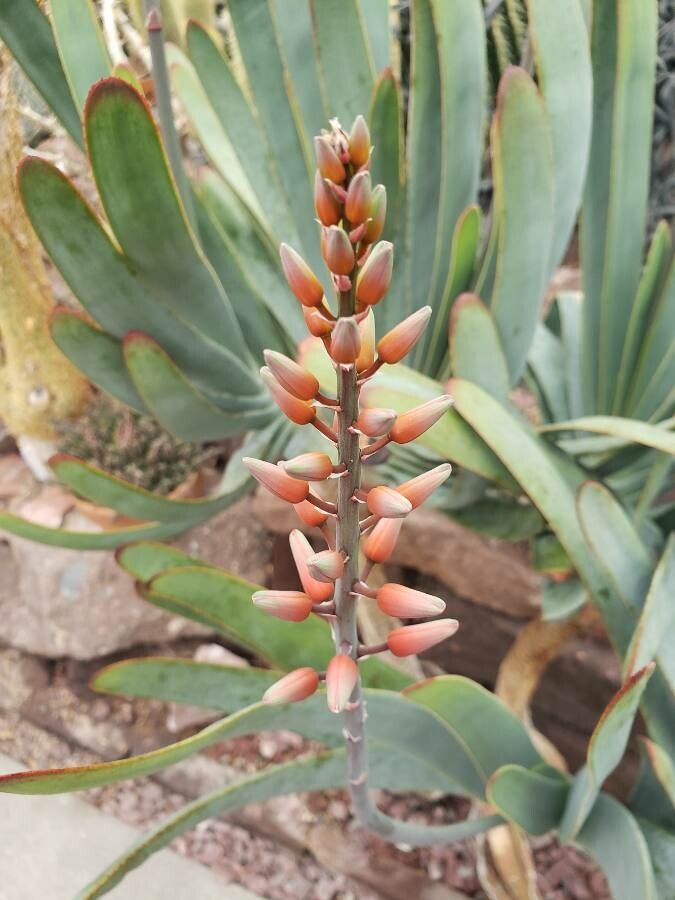Kumara plicatilis fruit
