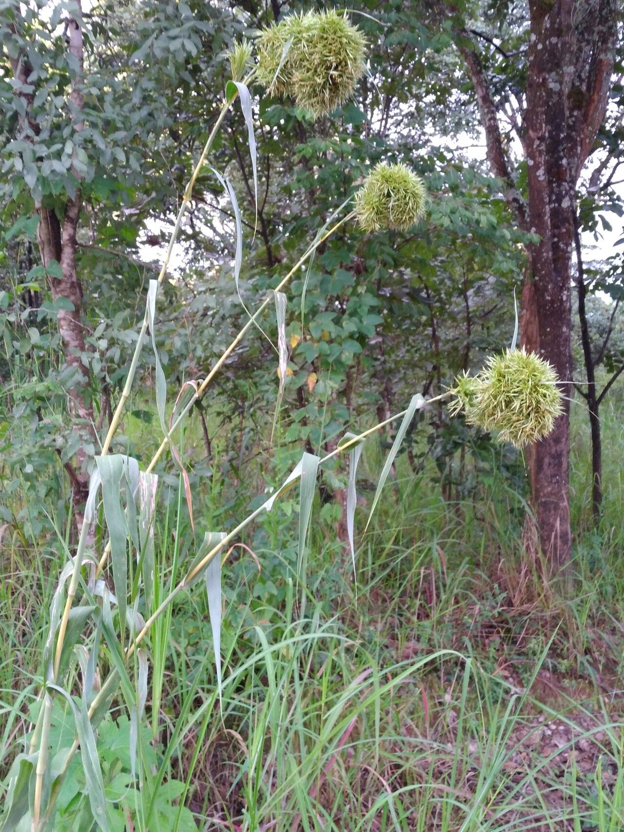 Cymbopogon densiflorus habit