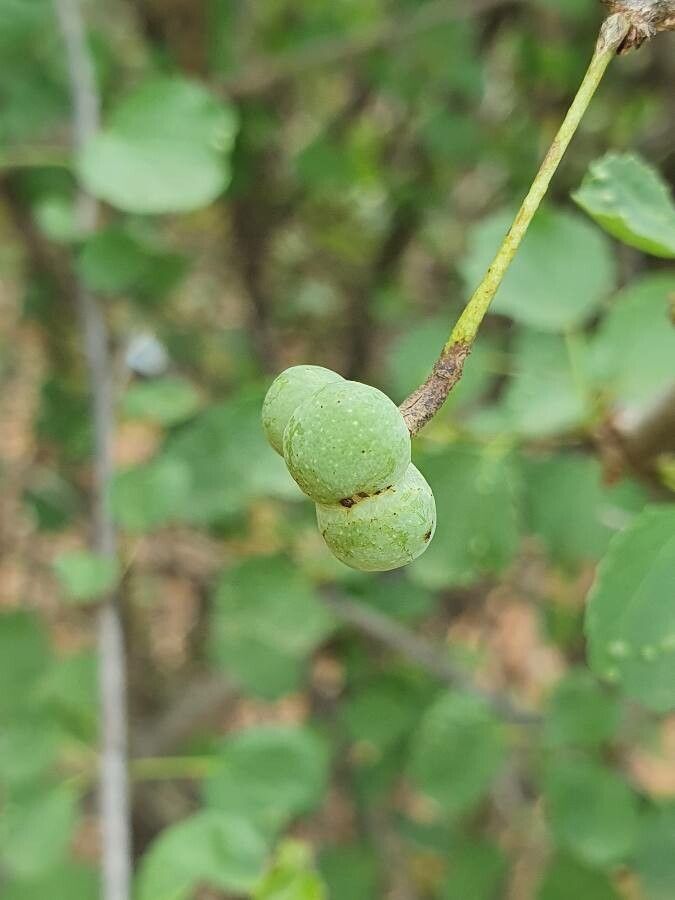 Grewia picta fruit