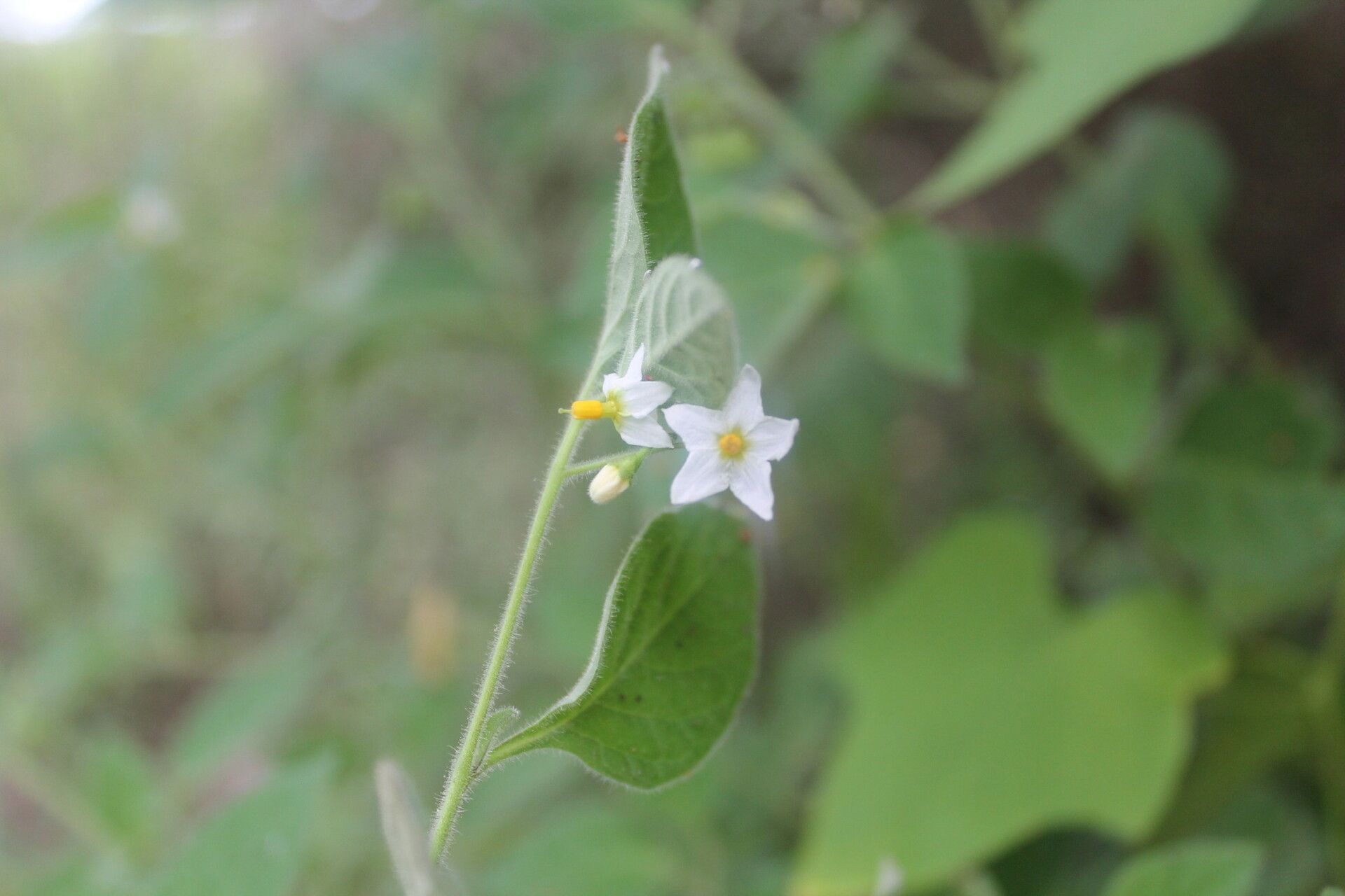Solanum pruinosum flower