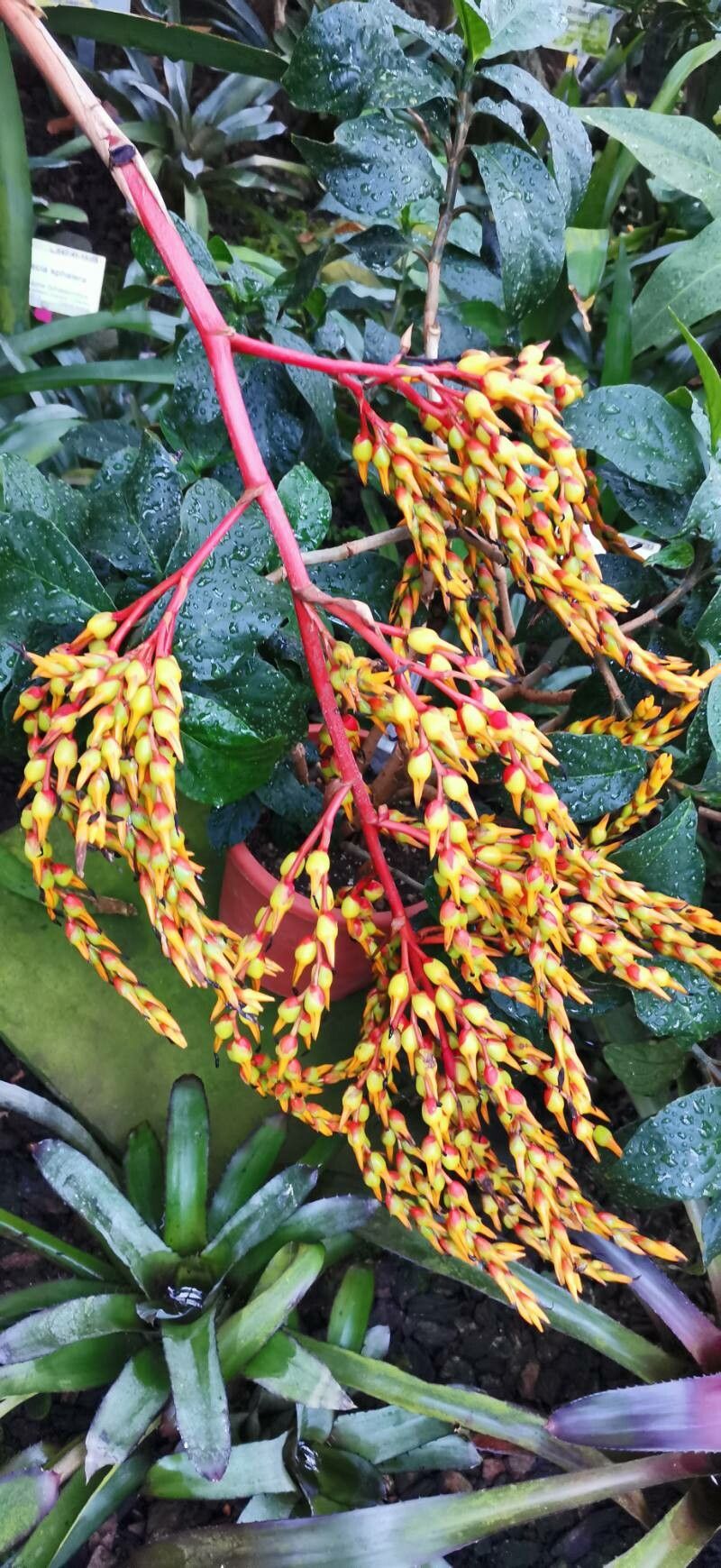 Aechmea coelestis flower