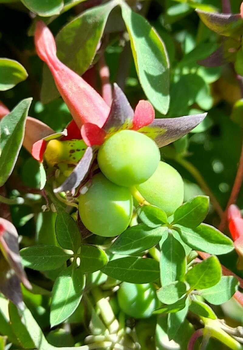 Tropaeolum pentaphyllum fruit