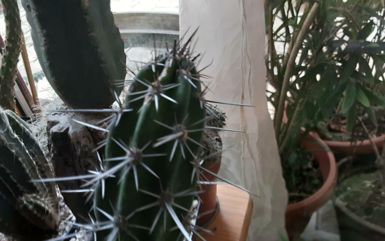 Stenocereus gummosus — houseplant care guide