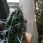 Stenocereus gummosus