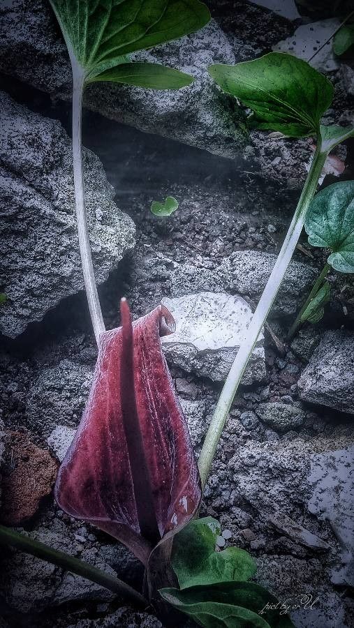 Arum palaestinum — search result for 'Syria'