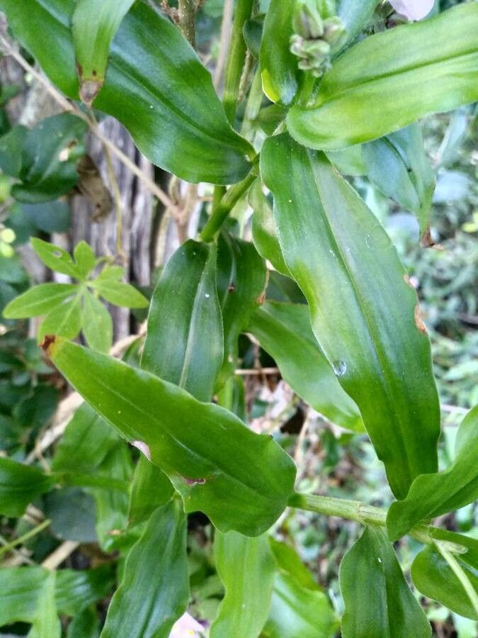 Tripogandra diuretica leaf