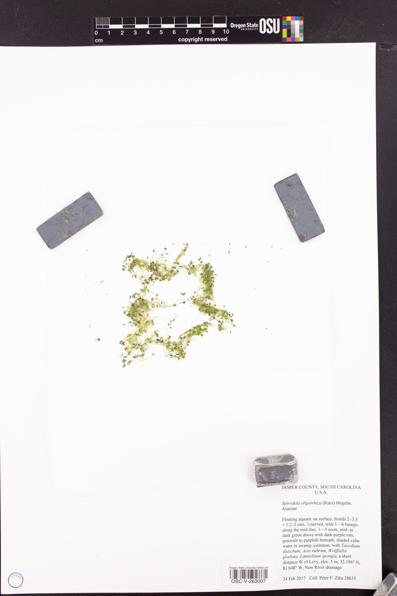 Spirodela oligorrhiza — related species from the same genus