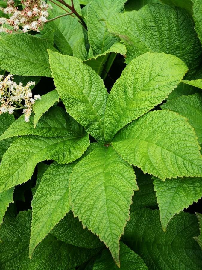 Rodgersia aesculifolia