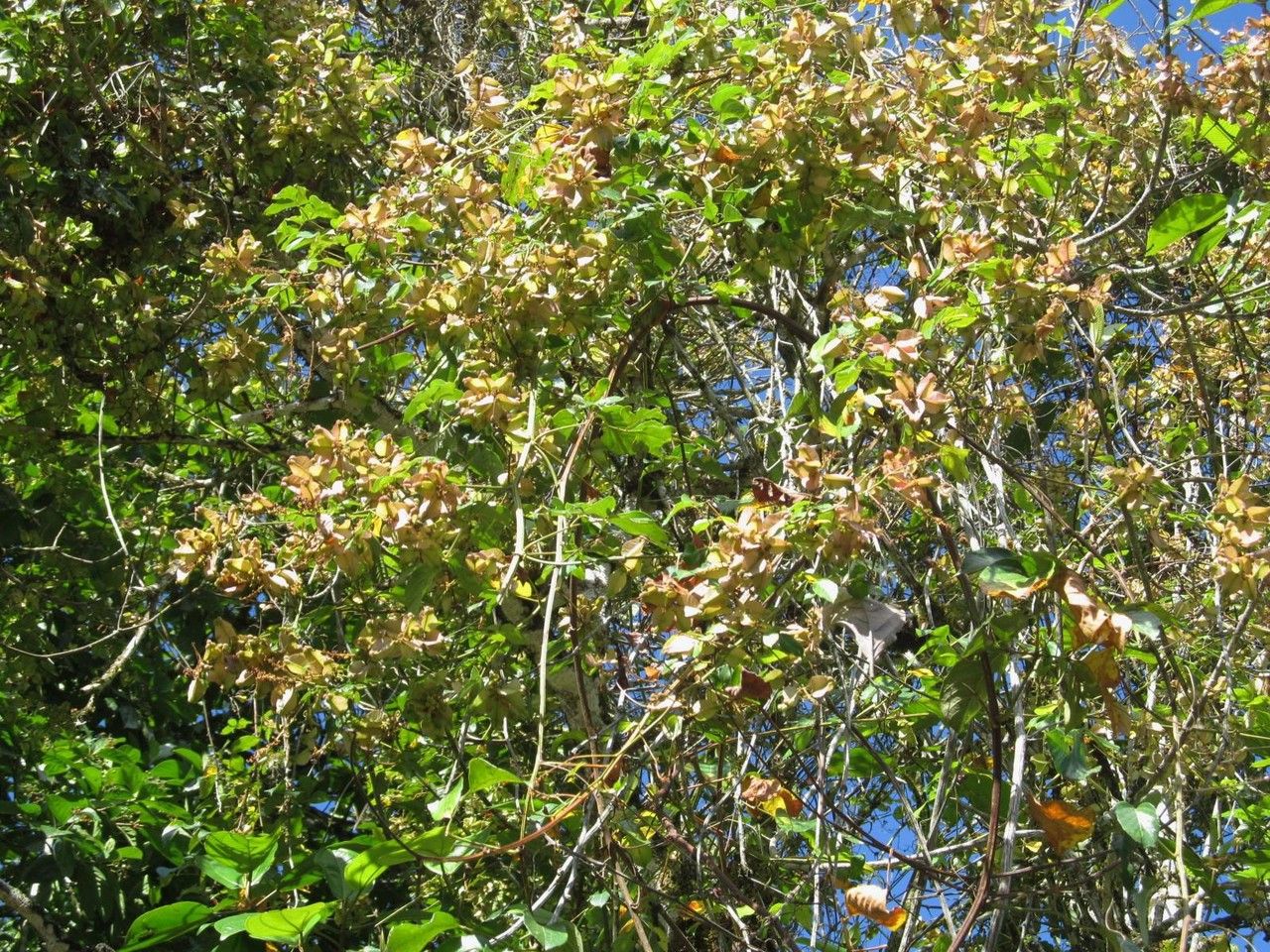 Serjania acuta — related species from the same genus