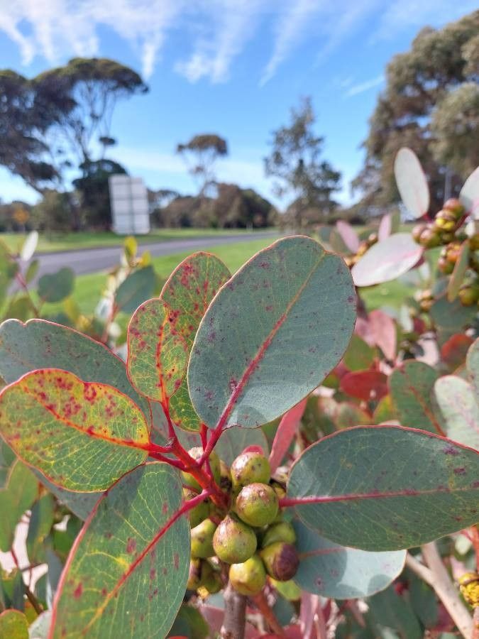 Eucalyptus preissiana leaf