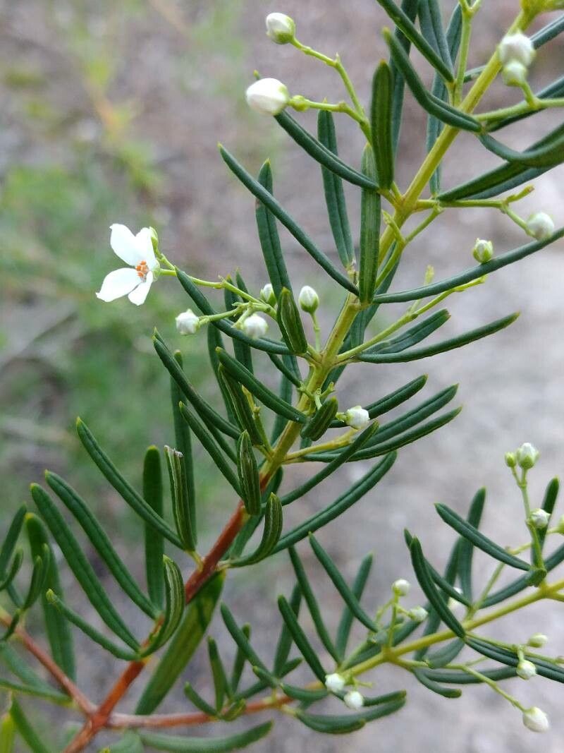 Zieria laevigata habit