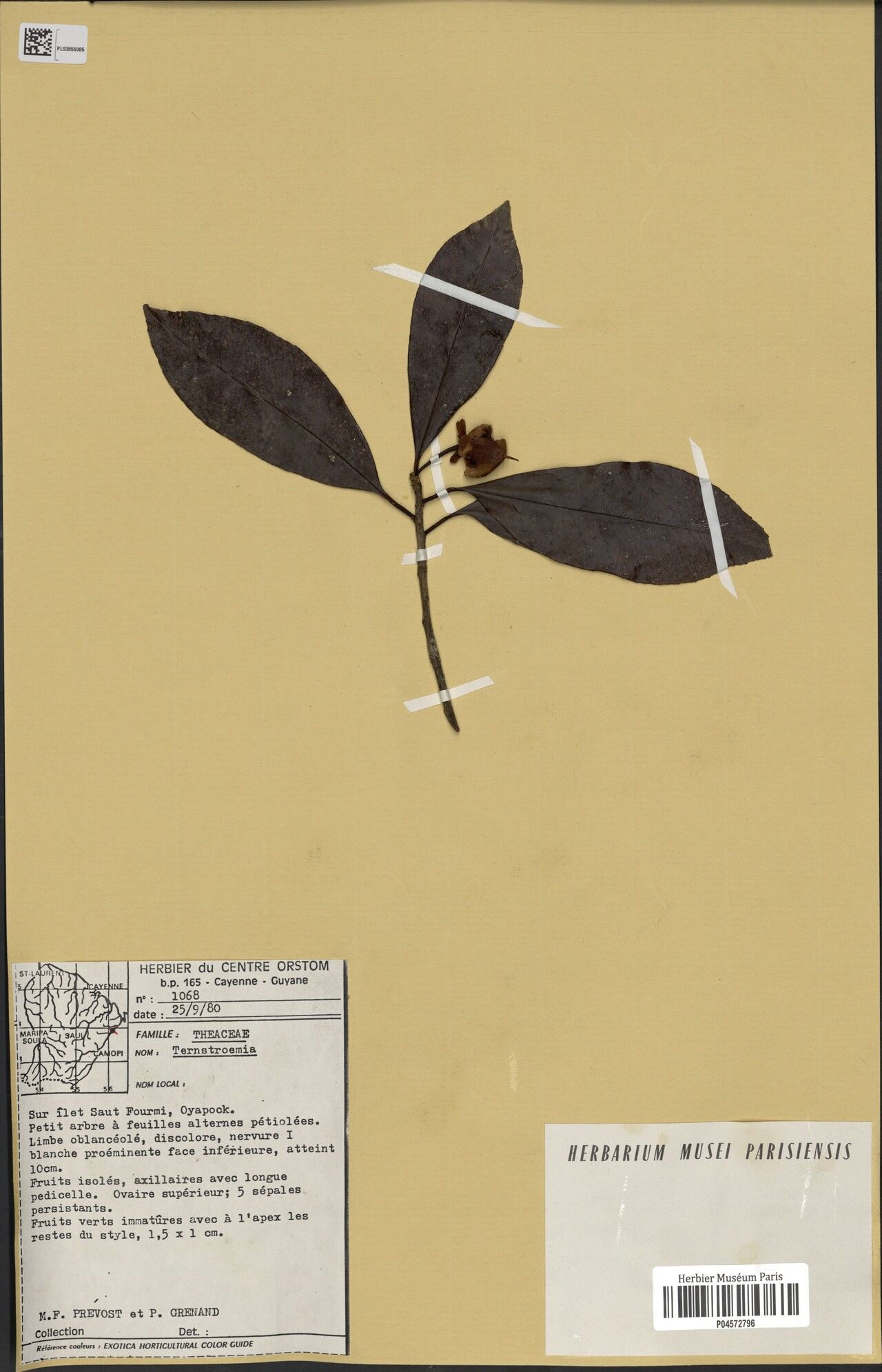 Ternstroemia candolleana fruit