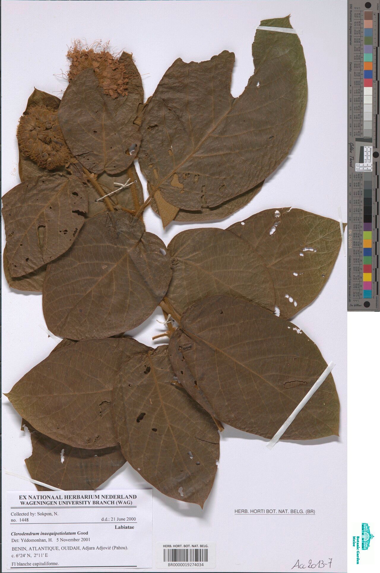 Clerodendrum inaequipetiolatum — houseplant care guide