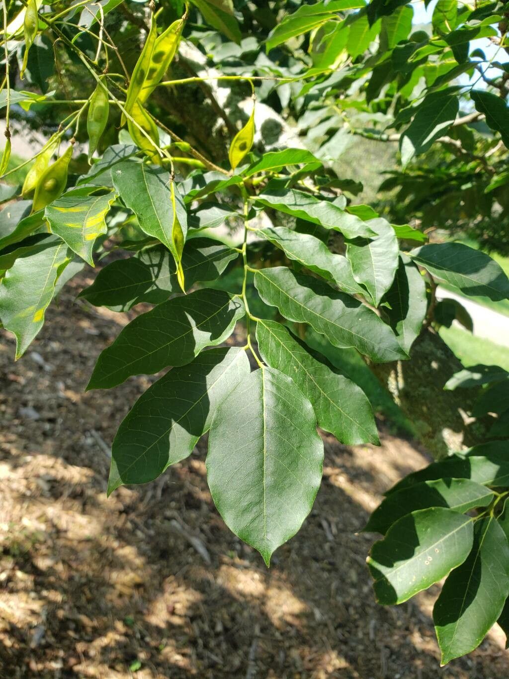 Platyosprion platycarpum — houseplant care guide