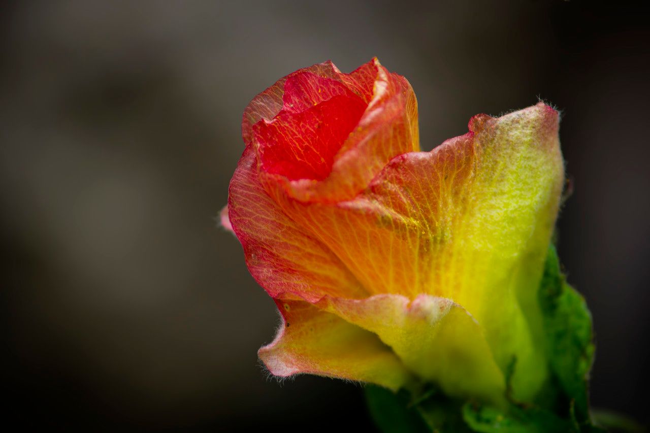 Gossypium arboreum flower